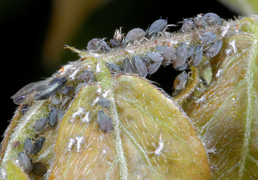 Afidi e coccinella - secondo tempo.